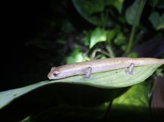 Bolitoglossa mombachoensis