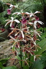 Phaius australis