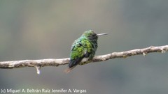 Chlorostilbon gibsoni