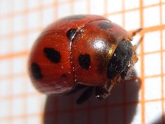 Gonioctena fornicata