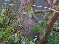 Phascolarctos cinereus