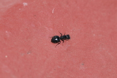 Crematogaster laestrygon