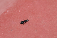 Crematogaster laestrygon