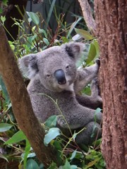 Phascolarctos cinereus