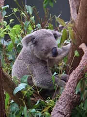 Phascolarctos cinereus