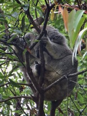 Phascolarctos cinereus