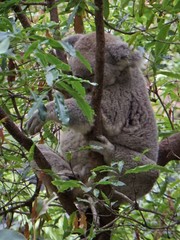 Phascolarctos cinereus