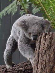 Phascolarctos cinereus