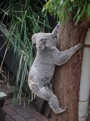 Phascolarctos cinereus