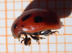 Gonioctena fornicata
