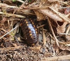 Oniscomorpha
