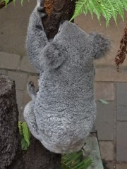 Phascolarctos cinereus