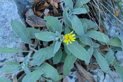 Hieracium bosniacum dolopicum