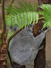 Phascolarctos cinereus