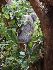 Phascolarctos cinereus