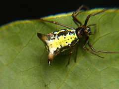 Micrathena raimondi