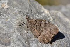 Hipparchia fatua