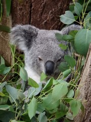 Phascolarctos cinereus