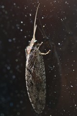 Wesmaelius subnebulosus