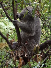 Phascolarctos cinereus