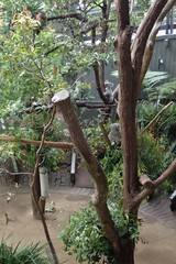 Phascolarctos cinereus