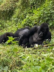Gorilla beringei beringei