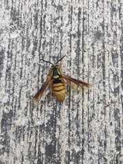 Paranthrene simulans