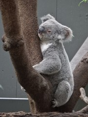 Phascolarctos cinereus