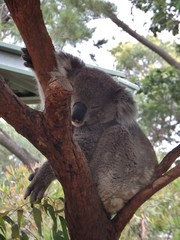 Phascolarctos cinereus