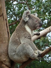 Phascolarctos cinereus