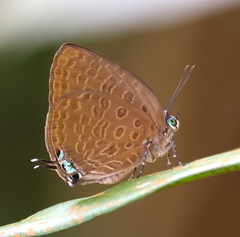 Arhopala pseudomuta