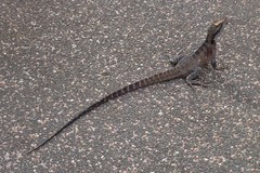 Intellagama lesueurii