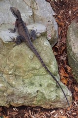 Intellagama lesueurii