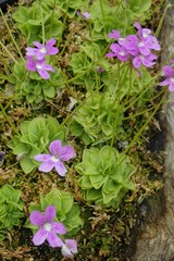 Pinguicula emarginata