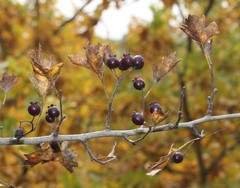 Crataegus pentagyna