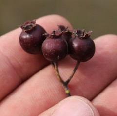 Crataegus pentagyna