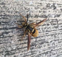 Paranthrene simulans