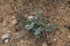 Astragalus spruneri
