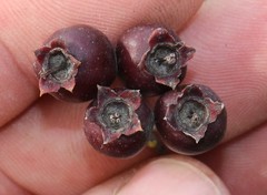 Crataegus pentagyna