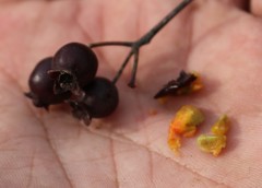 Crataegus pentagyna
