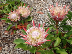 Protea