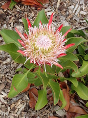 Protea