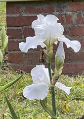 Iris × hybrida