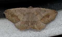 Prochoerodes forficaria