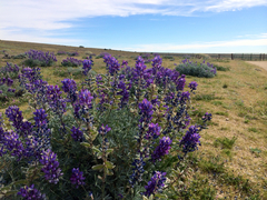 Lupinus excubitus