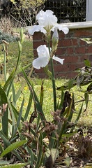 Iris × hybrida