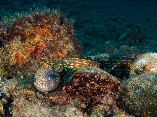 Mediterranean Moray Eel