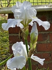 Iris × hybrida