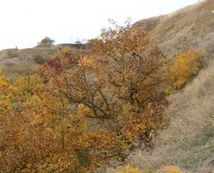 Crataegus pentagyna