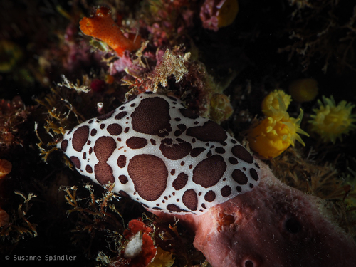 Leopard Sea Slug, 98035 Naxos, Messina, Italien, photo 6 of 10